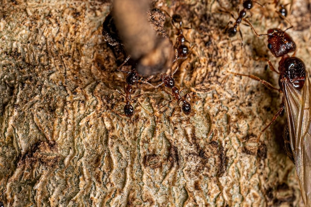 Fourmis à grosse tête femelles adultes