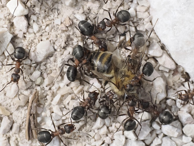 Fourmis en mangeant une abeille