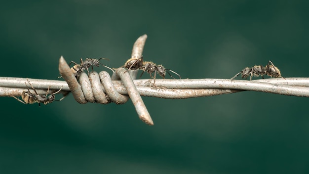 Fourmis marchant sur des barbelés