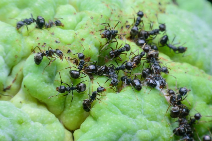 Photo fourmis noires sur les fruits