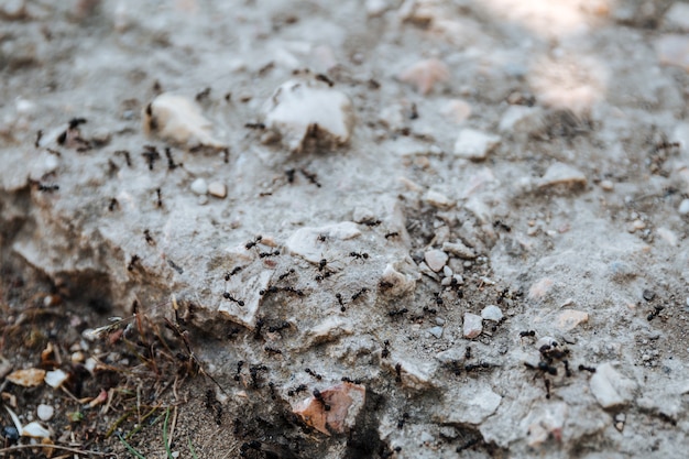 Les fourmis noires rampent sur les insectes hyménoptères travaillant en équipe