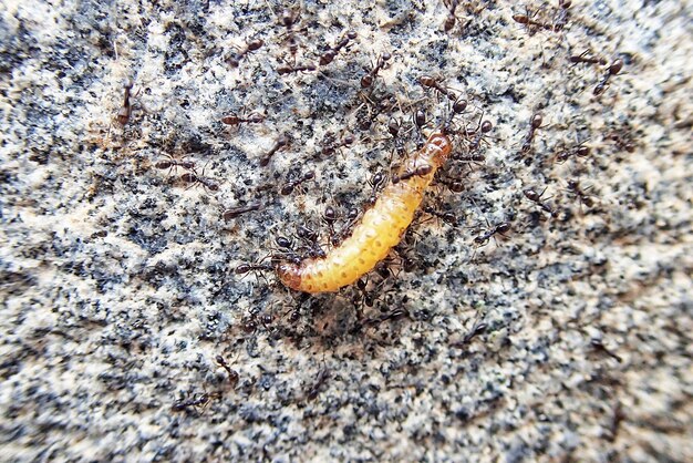 des fourmis portent une chenille morte ensemble sur un fond en béton