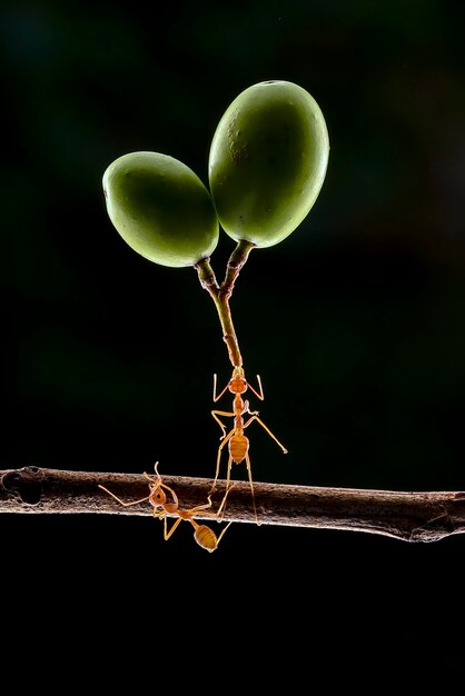 Les fourmis portent des fruits plus gros que leur corps.