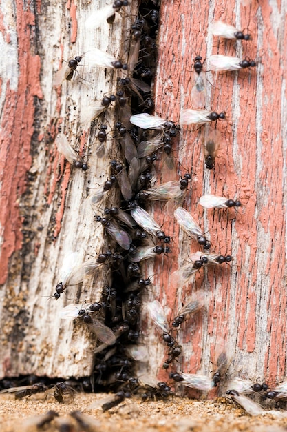 Fourmis rampant sur le bâtiment