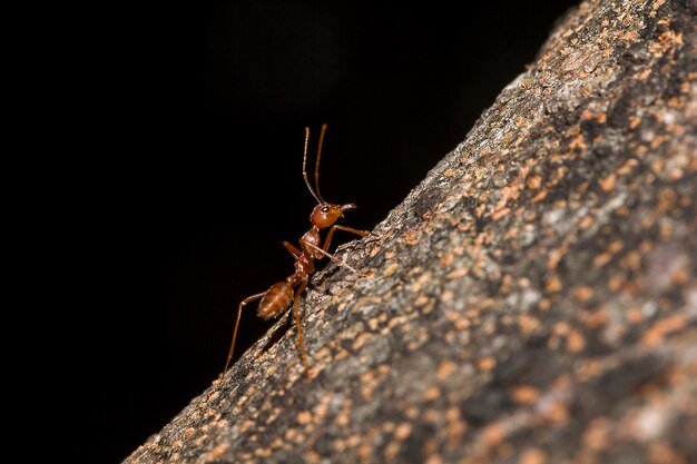 Fourmis rouges sur l&#39;arbre