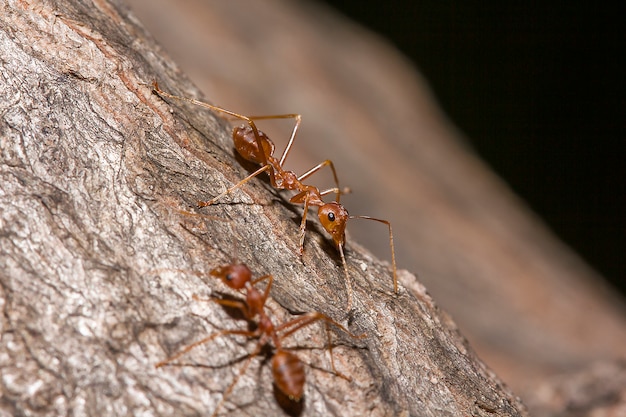 Fourmis rouges sur l&#39;arbre