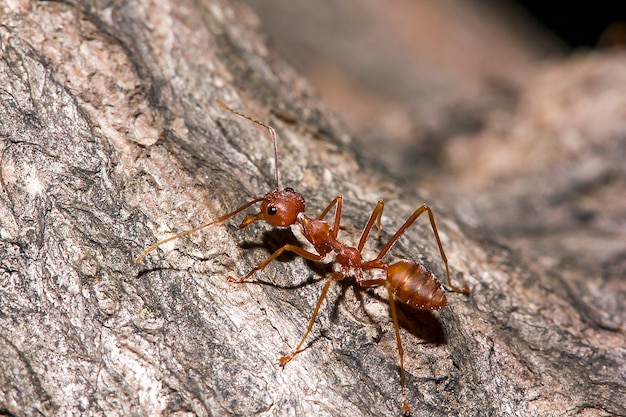 Fourmis rouges sur l&#39;arbre