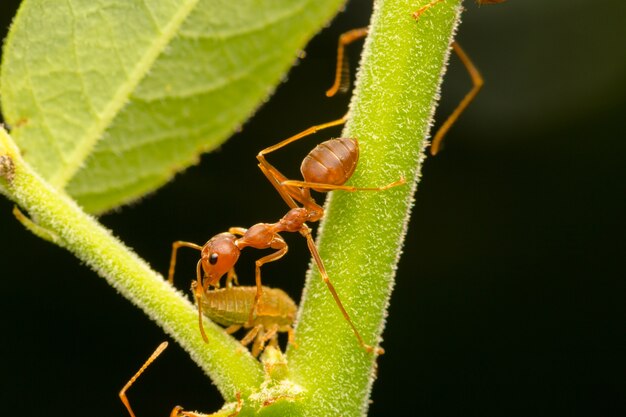 Fourmis rouges sur les branches