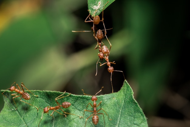 Fourmis rouges sur les feuilles