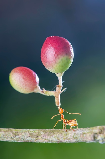 Photo fourmis rouges fortes