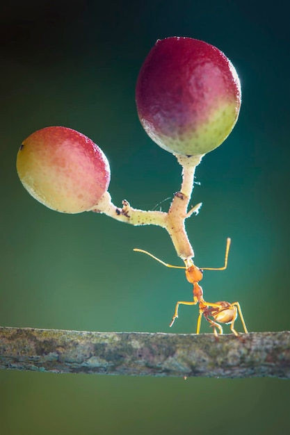 Photo fourmis rouges fortes