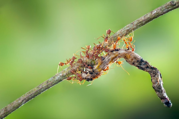 Fourmis rouges fortes