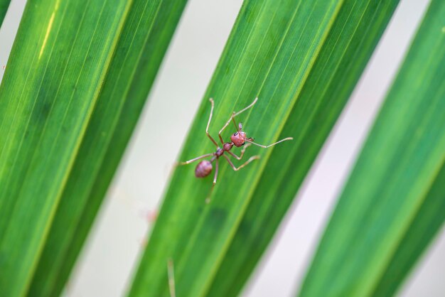 Fourmis rouges ou fourmis de feu sur feuille de palmier vert Thaïlande gros plan macro