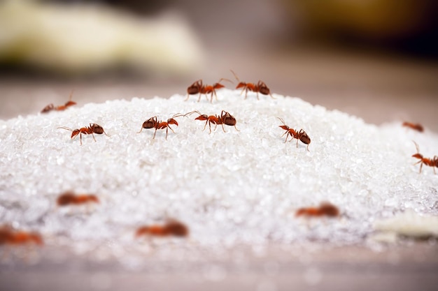 Photo fourmis rouges et petites sur un tas de sucre tombé sur le sol fourmis à l'intérieur invasion d'insectes et besoin de détection