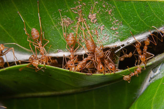 Les fourmis rouges sont dans la nature