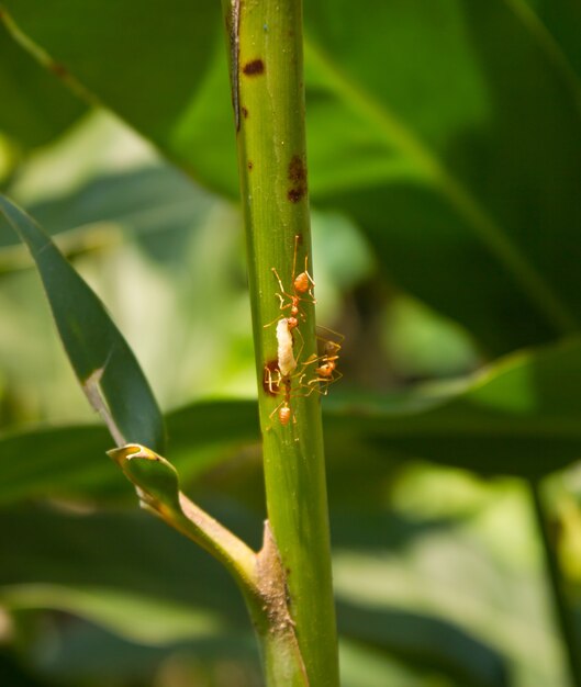 Fourmis rouges