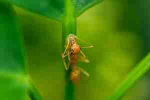 Photo les fourmis sont sur les feuilles dans la nature.