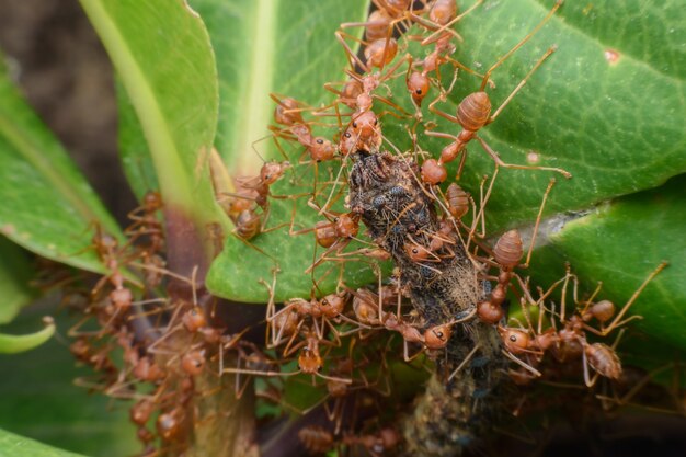 Fourmis tisserandes ou fourmis vertes transférant de la nourriture à leur colonie