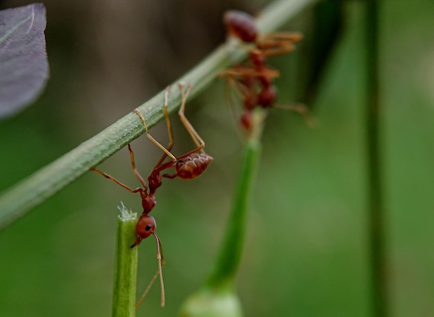 Les fourmis transportent de la nourriture.