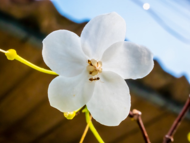 Les fourmis travaillent sur leurs fleurs.