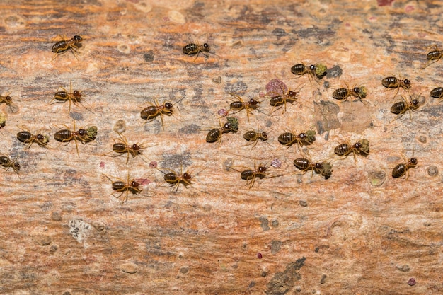 Les fourmis voyagent la nourriture de transport vers le nid.