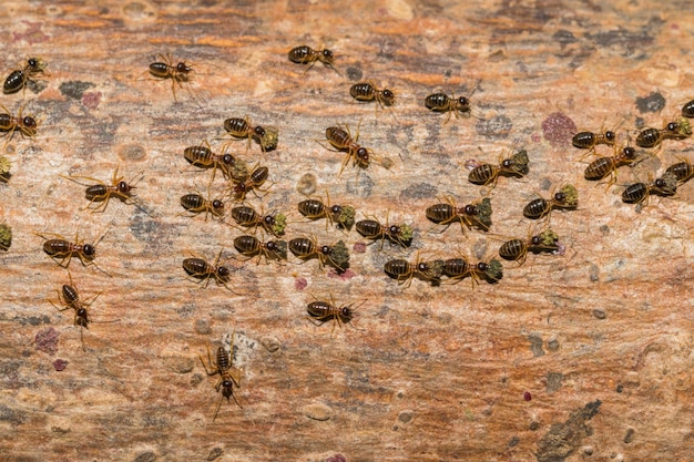 Les fourmis voyagent la nourriture de transport vers le nid.