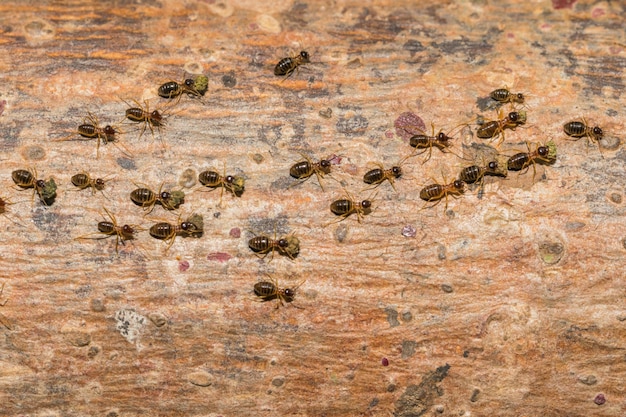 Les fourmis voyagent la nourriture de transport vers le nid.