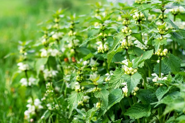 Des fourrés denses d'ortie pendant sa floraison