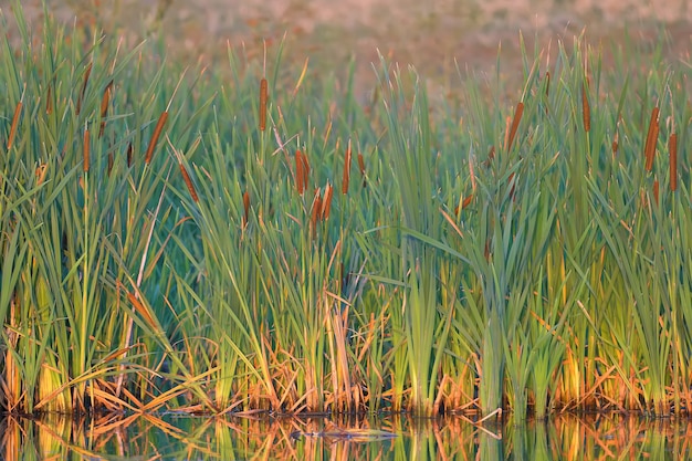 Des fourrés denses de quenouilles au bord d'un petit lac. Paysage tourné à l'heure du matin d'or avec une lumière douce et des couleurs chaudes.