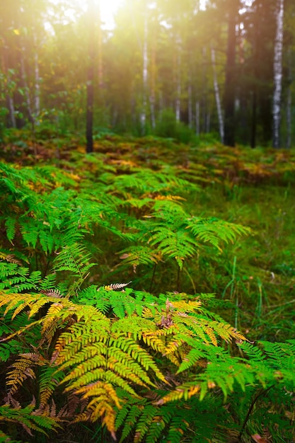 Fourrés de fougères dans la forêt d'automne à l'aube Éblouissement du soleil à travers les arbres de la forêt