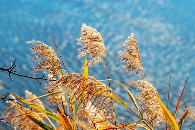 Fourrés d'herbes sèches et de roseaux près de la rivière en automne