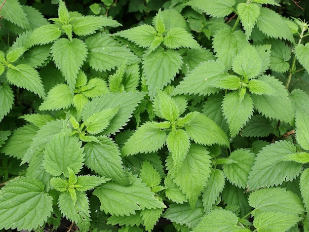 Fourrés d'orties sur fond vert naturel