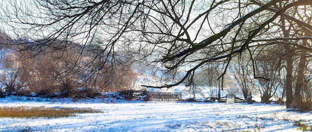 Fourrés à la périphérie de la prairie en hiver par une journée ensoleillée