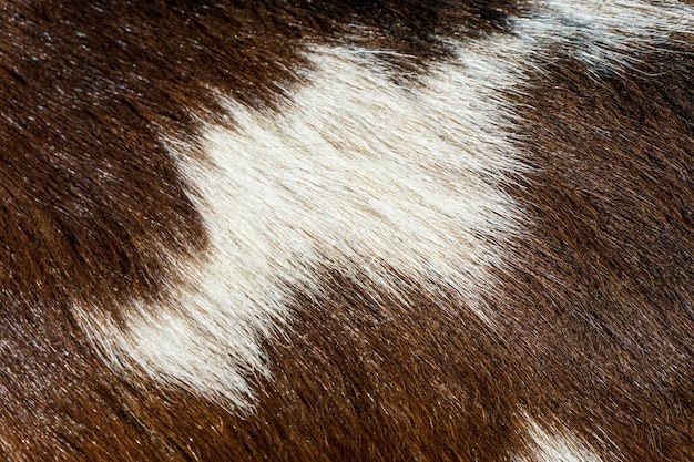 Fourrure marron avec des taches blanches en gros plan