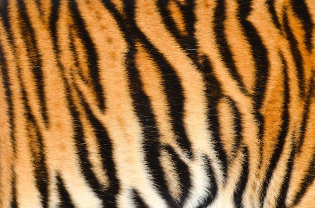 fourrure de tigre de bengal