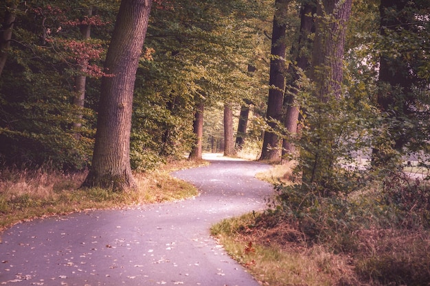 Fourrure Waldweg Spazierganger