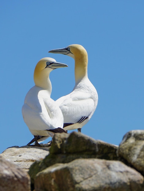 Fous de Bassan dans les îles Saltee