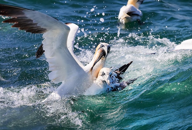 Photo les fous de bassan essaient de manger du poisson en mer du nord uk