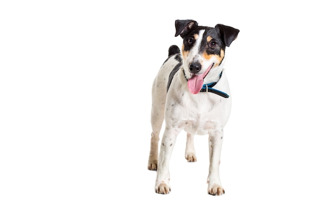 Fox terrier qui pose en studio isolé sur fond blanc