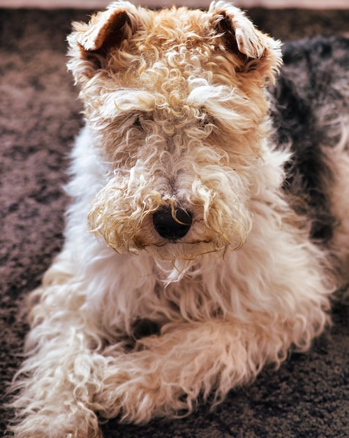 Photo un fox-terrier serein reposant sur un tapis gris respirant la tranquillité