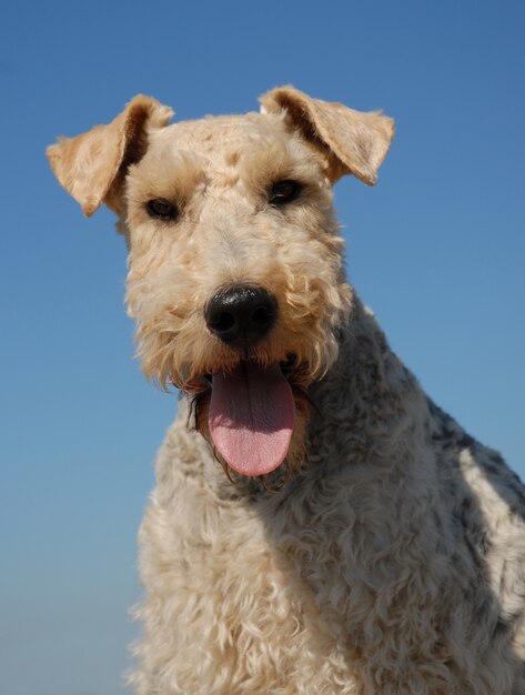 Fox terrier