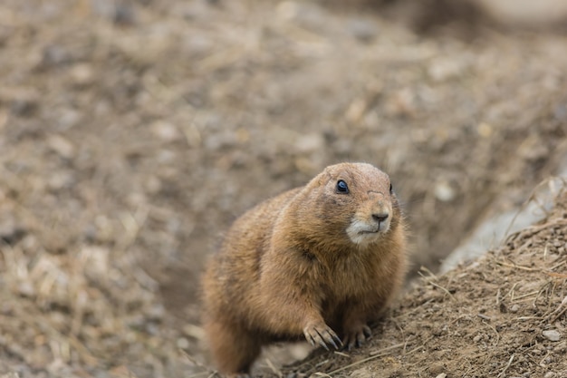 Foyer peu profond d'un chien de prairie dans son habitat