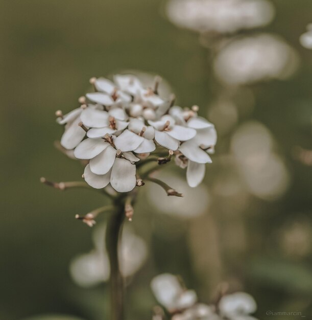 Foyer peu profond de fleur blanche d'Iberis dans le champ (Iberis simplex)