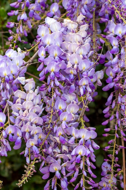 Foyer sélectif de fleurs violettes Wisteria sinensis ou pluie bleue, la glycine chinoise est une espèce de plante à fleurs de la famille des pois, ses tiges tordues et ses masses de fleurs parfumées en grappes suspendues.