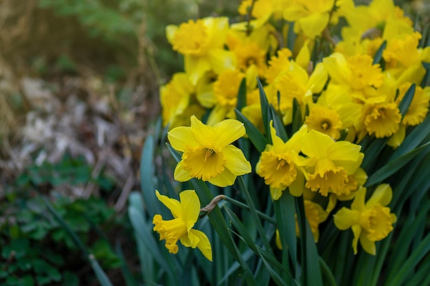 Foyer sélectif de narcisse Narcisse jaune sur fond vert
