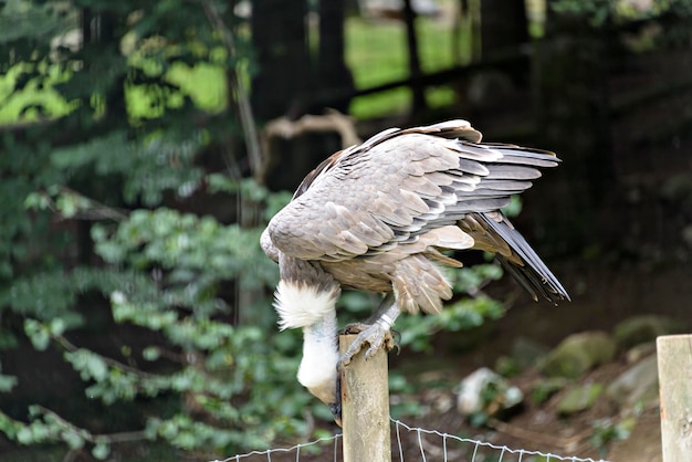 Un foyer sélectif d'un vautour perché sur une surface en bois en captivité