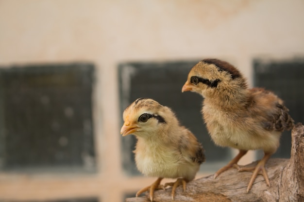 Foyer souple de la petite poussin sur le bois Stump.