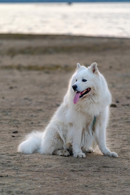 Fr Gros chien blanc aux cheveux pelucheux de race samoyède assis sur le sable près du lac à l'extérieur et regardant loin Vue verticale