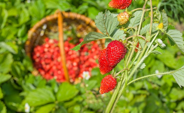 Fragaria rouge ou fraises des bois