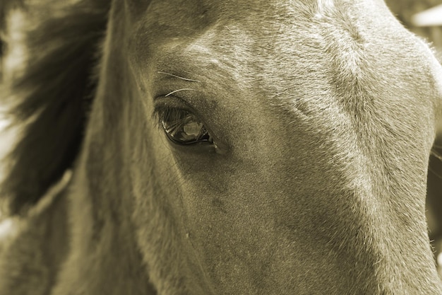 Un fragment du corps d'un cheval sauvage Photo monochrome d'un animal